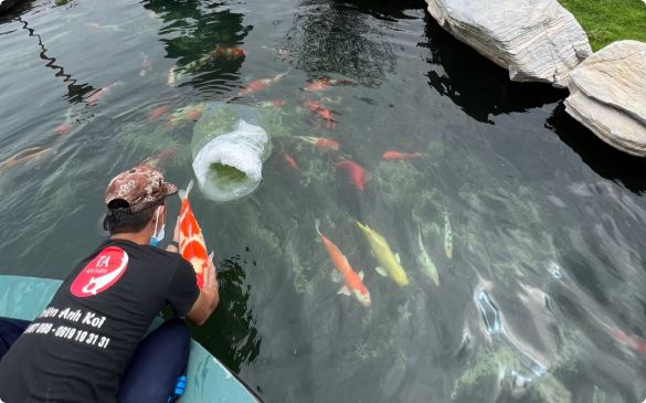 Chăm Sóc, Chữa Bệnh Cho Cá Koi