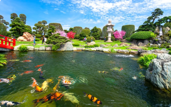 Thiết Kế Thi Công Hồ Cá Koi